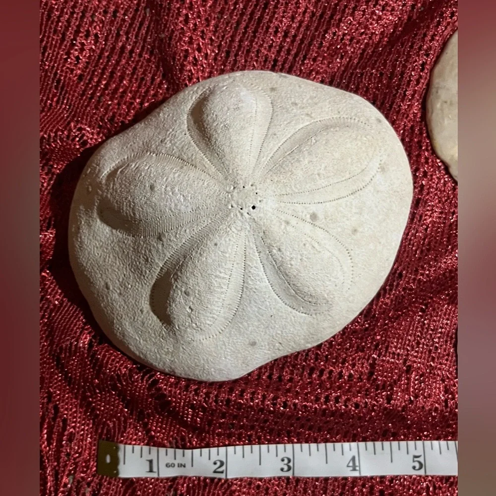 Collection of  Sand Dollars - Picture 3 of 10